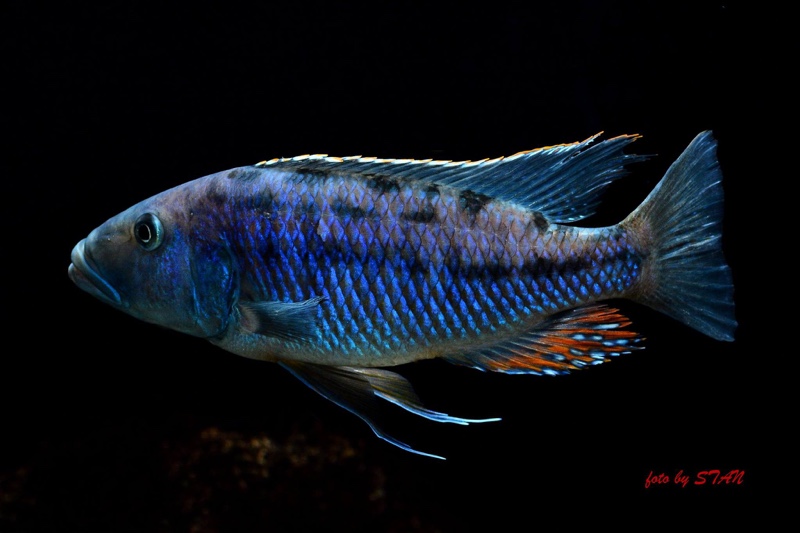 Tyrannochromis macrostoma